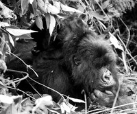 Gorilla - Volcanoes National Park