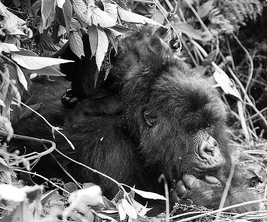 Gorilla - Volcanoes National Park