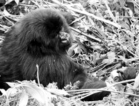 Gorilla - Volcanoes National Park