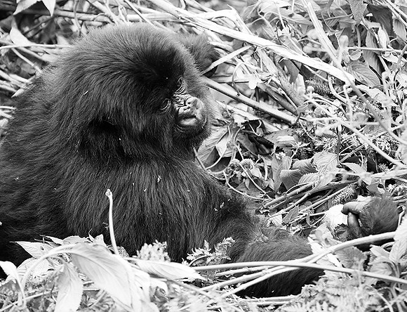 Gorilla - Volcanoes National Park