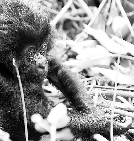 Gorilla - Volcanoes National Park