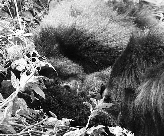 Gorillas - Volcanoes National Park