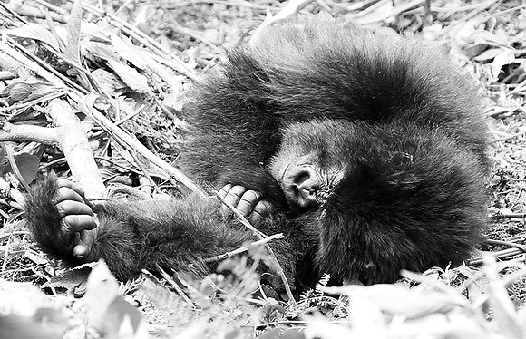 Gorillas - Volcanoes National Park