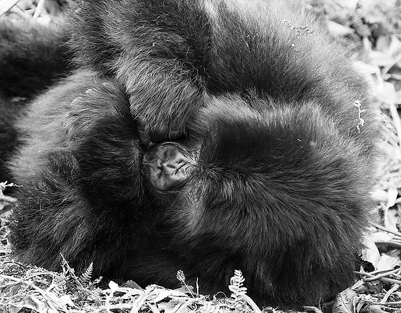 Gorillas - Volcanoes National Park