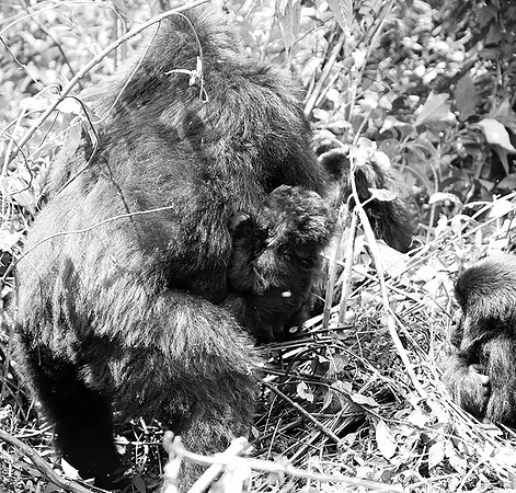 Gorilla - Volcanoes National Park