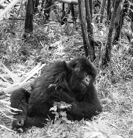 Gorilla - Volcanoes National Park