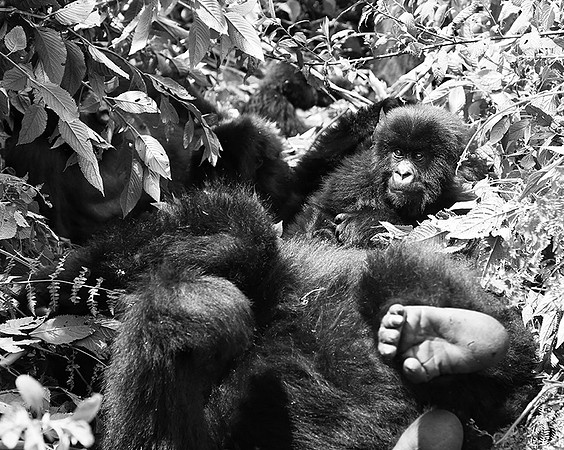 Gorilla - Volcanoes National Park
