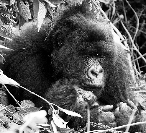 Gorilla - Volcanoes National Park