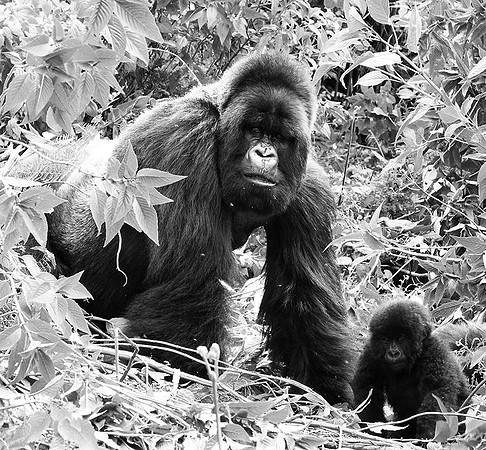 Gorillas - Volcanoes National Park