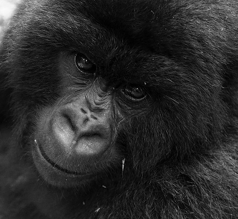 Gorilla - Volcanoes National Park
