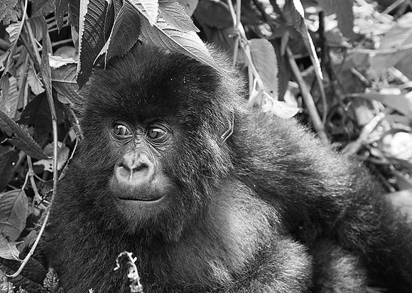 Gorillas - Volcanoes National Park