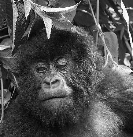 Gorillas - Volcanoes National Park