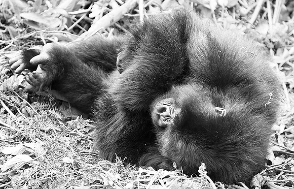 Gorillas - Volcanoes National Park