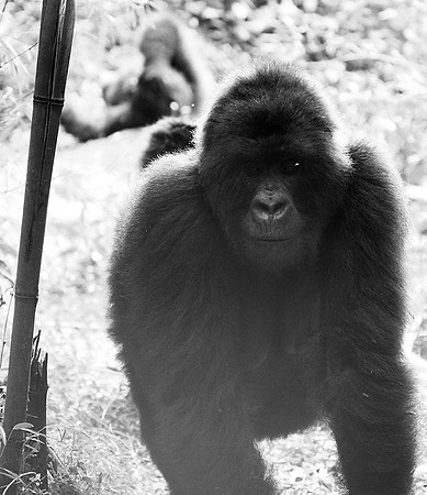 Gorilla - Volcanoes National Park