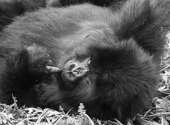 Gorillas - Volcanoes National Park