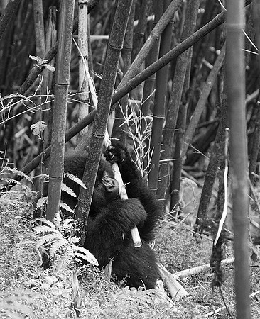 Gorilla - Volcanoes National Park