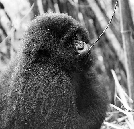 Gorilla - Volcanoes National Park