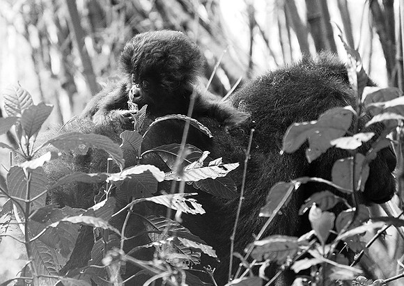 Gorilla - Volcanoes National Park