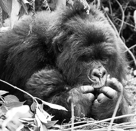 Gorilla - Volcanoes National Park