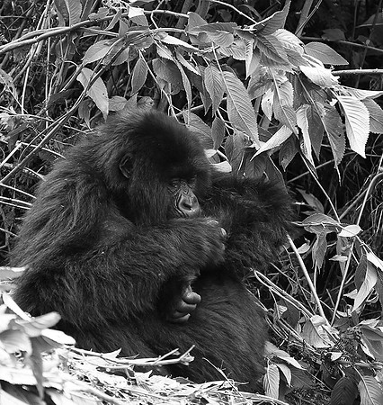Gorillas - Volcanoes National Park