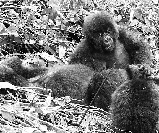 Gorillas - Volcanoes National Park