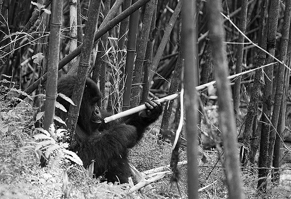 Gorilla - Volcanoes National Park