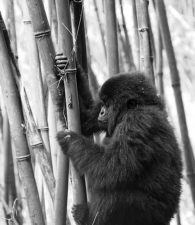 Gorilla - Volcanoes National Park