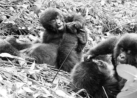 Gorillas - Volcanoes National Park
