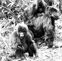 Gorilla - Volcanoes National Park