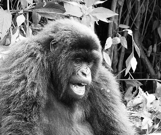 Gorillas - Volcanoes National Park