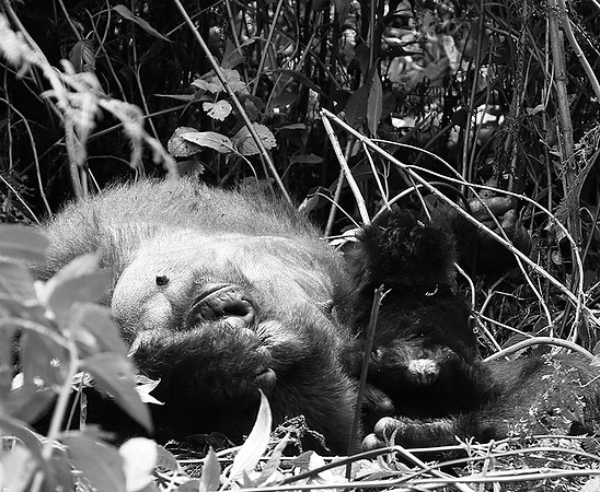 Gorillas - Volcanoes National Park