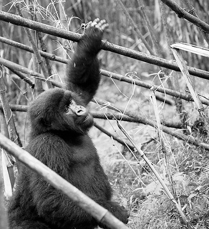 Gorilla - Volcanoes National Park