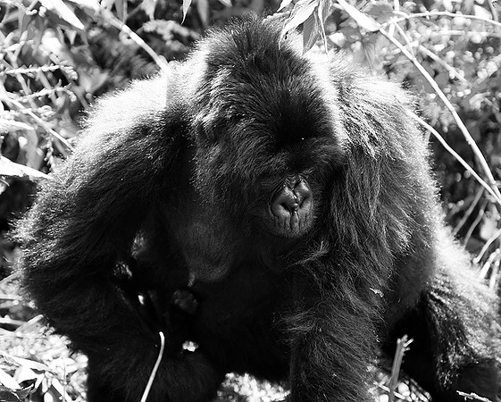 Gorilla - Volcanoes National Park