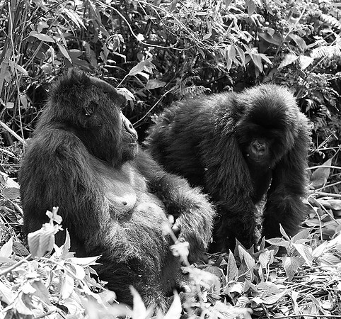 Gorillas - Volcanoes National Park