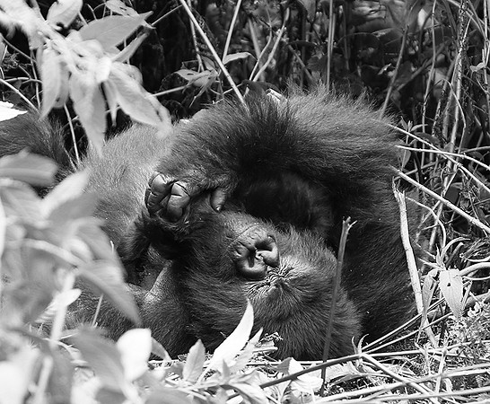 Gorillas - Volcanoes National Park