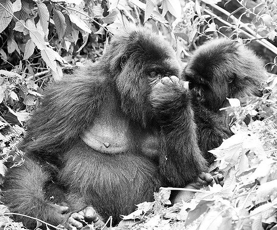 Gorilla - Volcanoes National Park