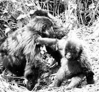 Gorilla - Volcanoes National Park
