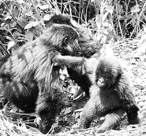 Gorilla - Volcanoes National Park