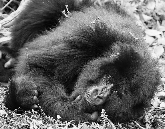 Gorillas - Volcanoes National Park