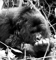 Gorilla - Volcanoes National Park