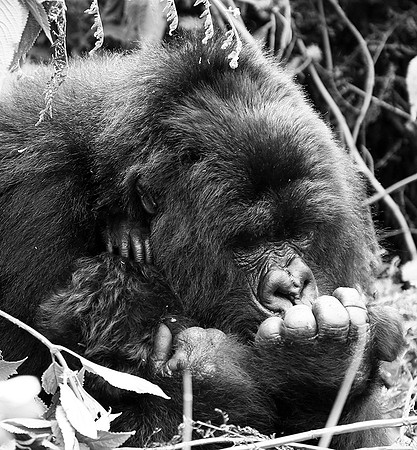 Gorilla - Volcanoes National Park