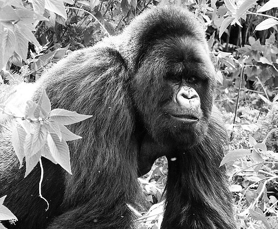 Gorillas - Volcanoes National Park