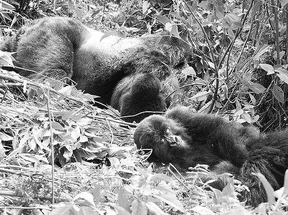 Gorillas - Volcanoes National Park