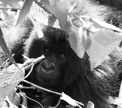 Gorillas - Volcanoes National Park