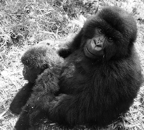 Gorilla - Volcanoes National Park