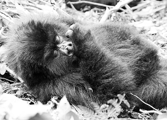 Gorillas - Volcanoes National Park