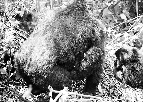 Gorilla - Volcanoes National Park