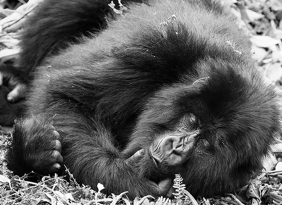 Gorillas - Volcanoes National Park