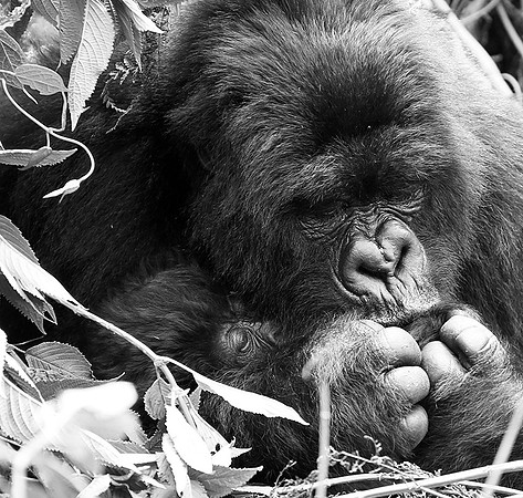 Gorilla - Volcanoes National Park