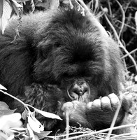 Gorilla - Volcanoes National Park